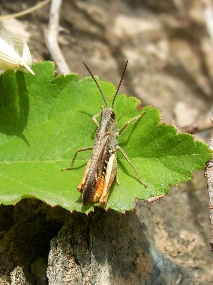 Cri cri leaf gryllidae