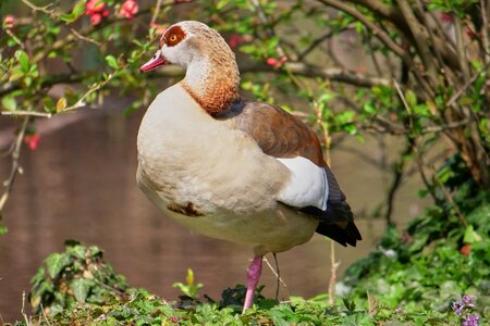 Water bird bird portrait