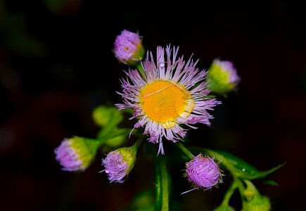 Nature floral plant