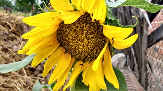 Yellow flower nature flower