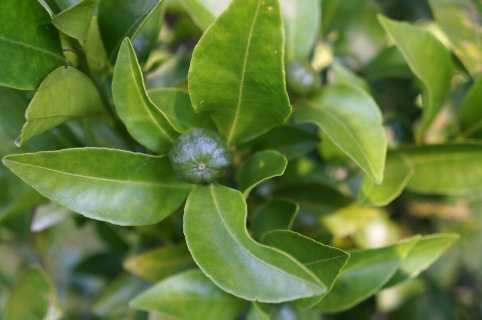 Green food natural
