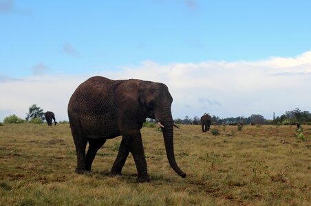 Animal proboscis tusks