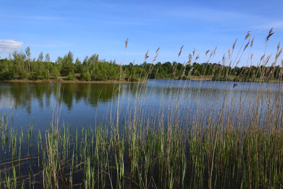 Landscapes dust reed