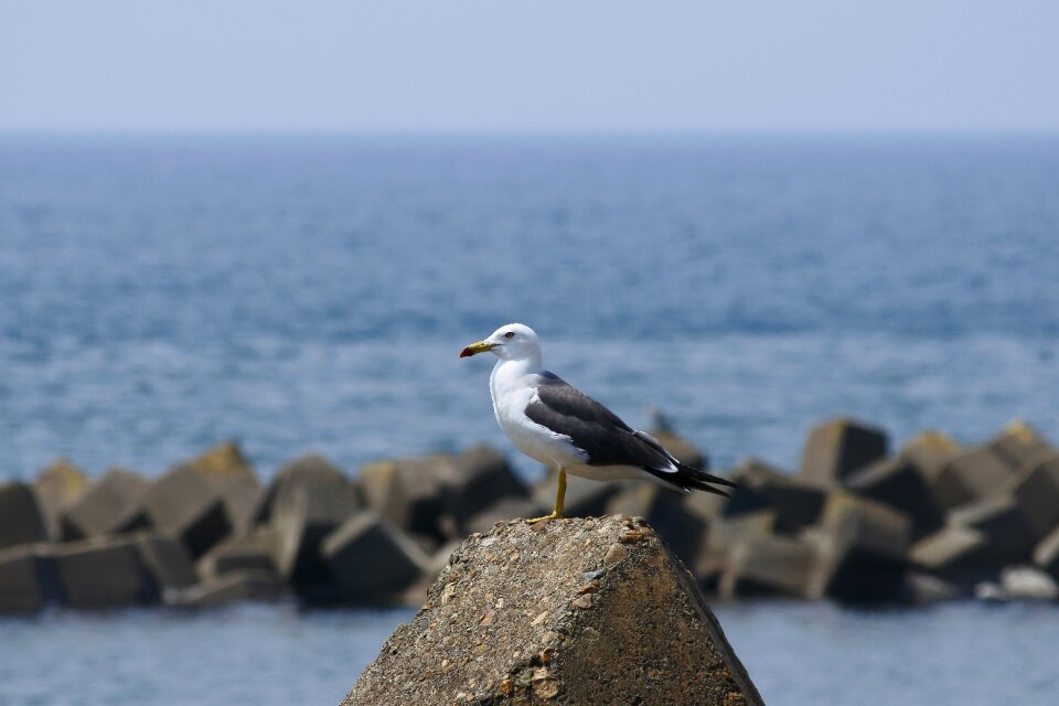 Wave off block seabird sea gull
