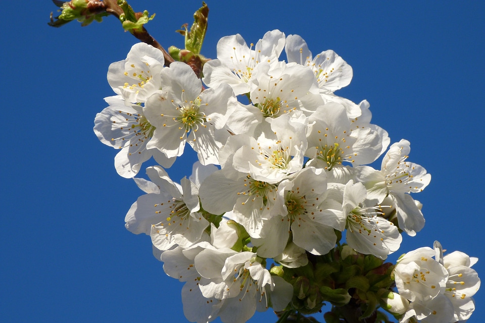 Spring white garden