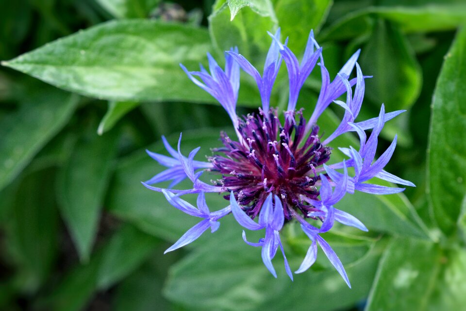 Flower spring background