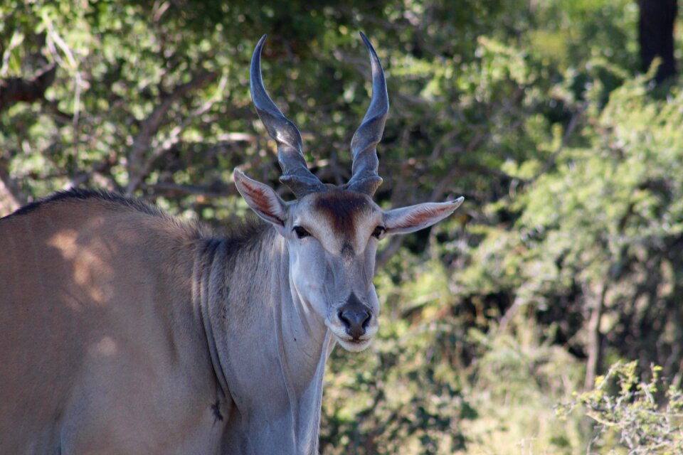 Animal africa nature