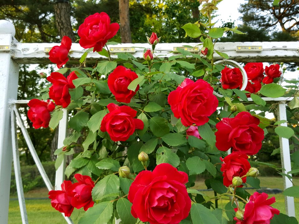 Tendrils rose red rose Free photos