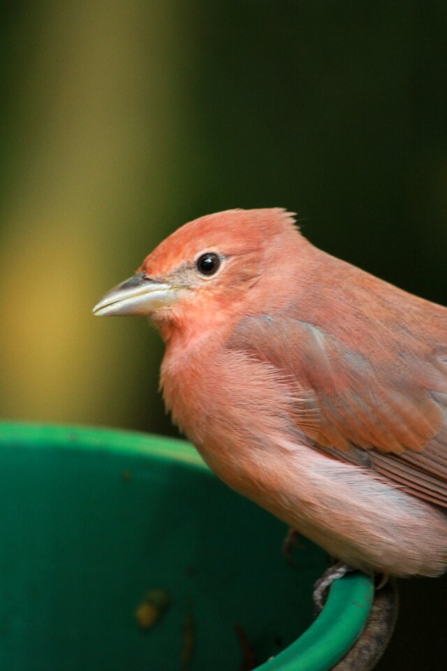 Cute animal