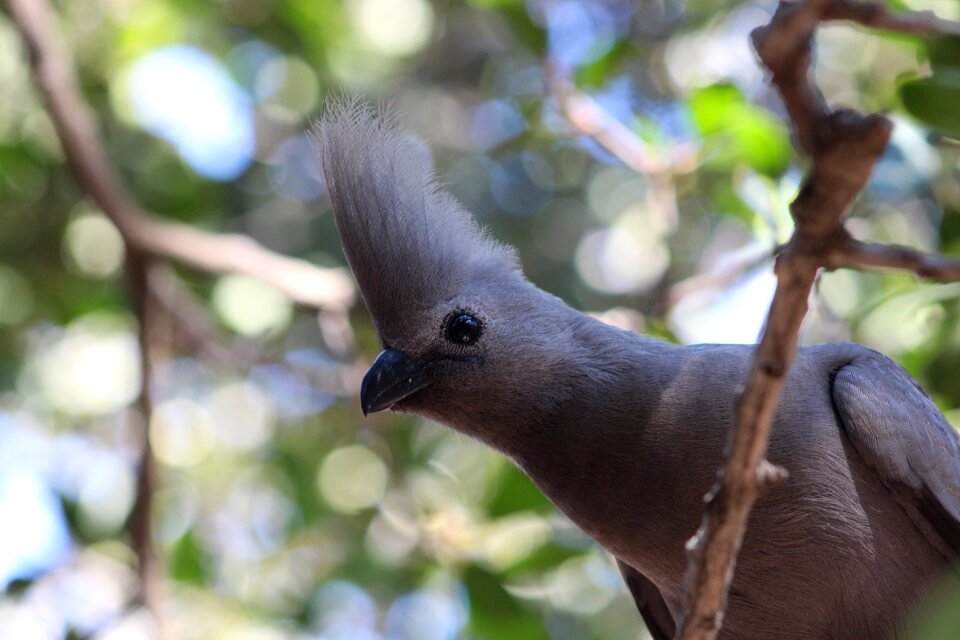 Animal natural wild