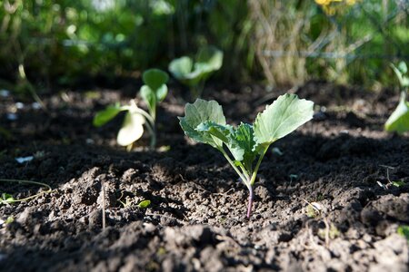 Vegetables healthy fresh photo