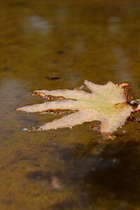 River leaf leaves