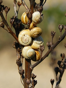 Close up snail shell mollusk photo