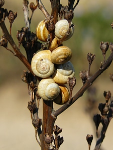 Close up snail shell mollusk