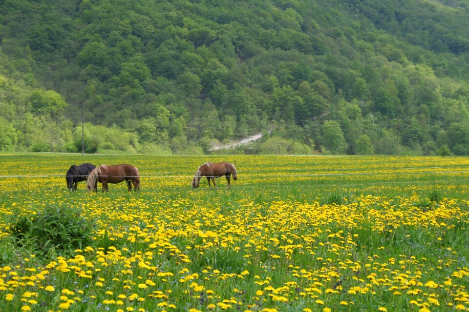 Nature horses grazing animals