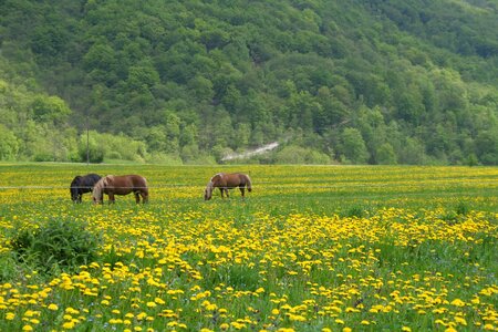 Nature horses grazing animals