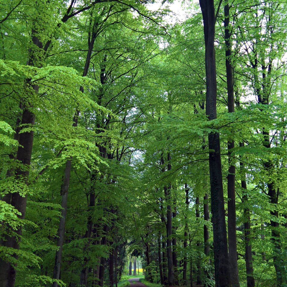 Forest path nature plant