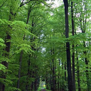 Forest path nature plant photo