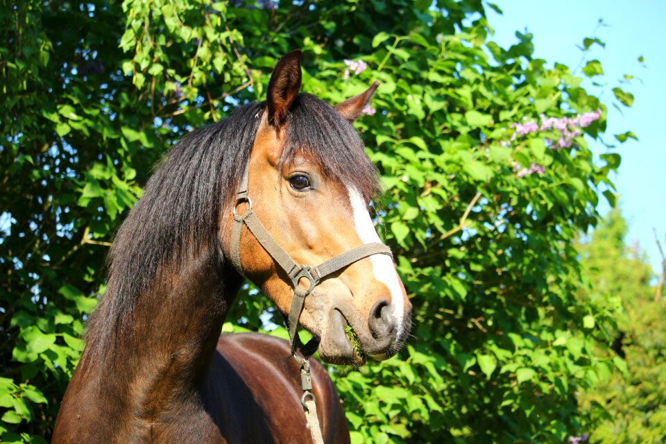 Horse head portrait small horse breed