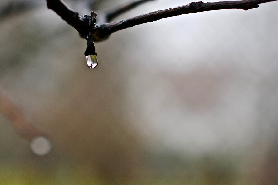 Autumn rain plant
