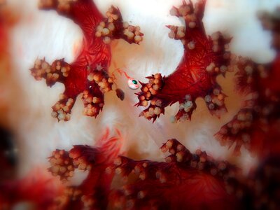 Reef coral soft coral