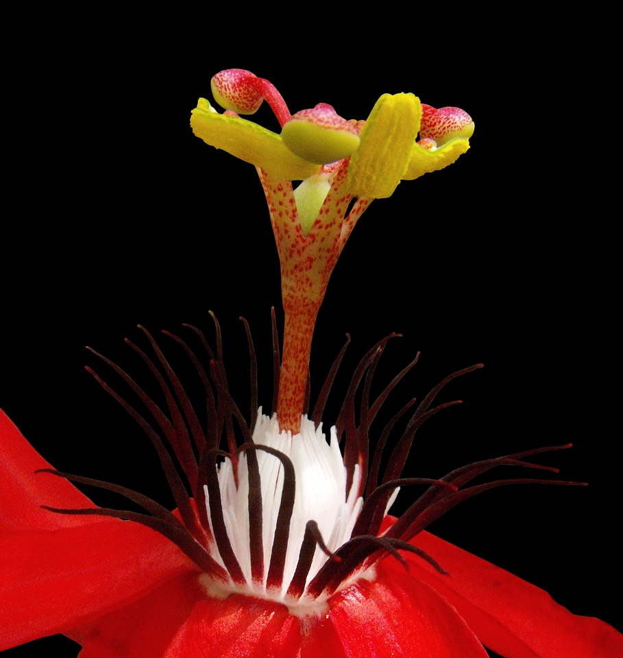 Flower pistil isolated