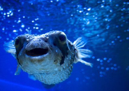 Underwater marine wildlife photo