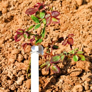 Chrysanthemum plant soil