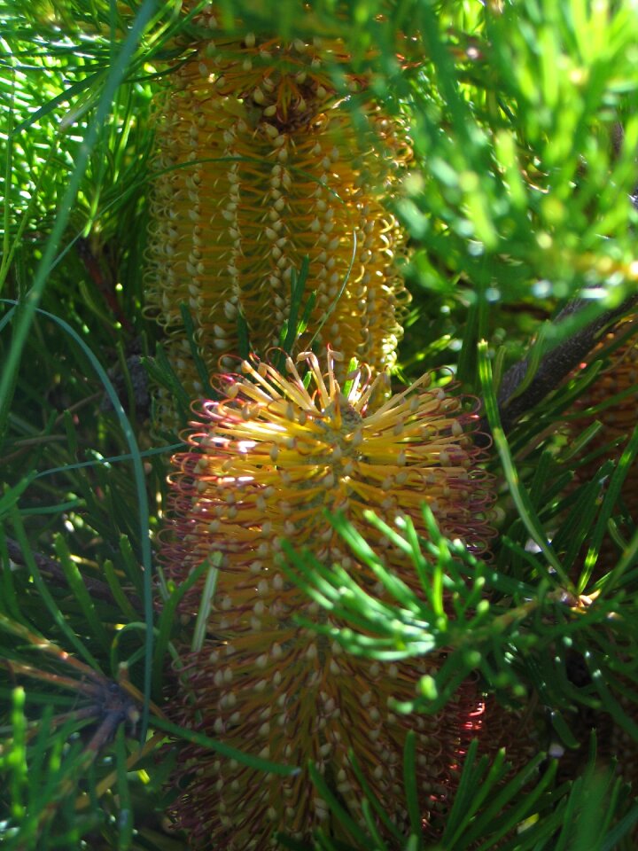 Banksia australia