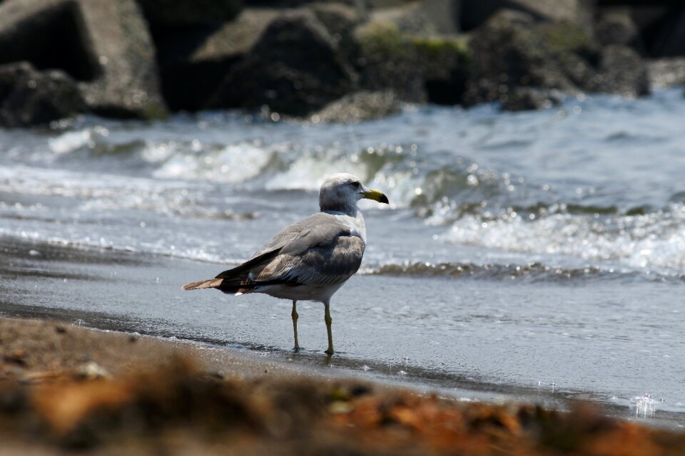Wave seabird sea gull