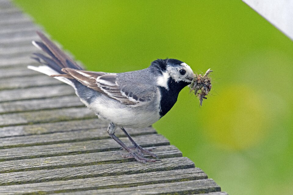 White wagtail delivery hero bird