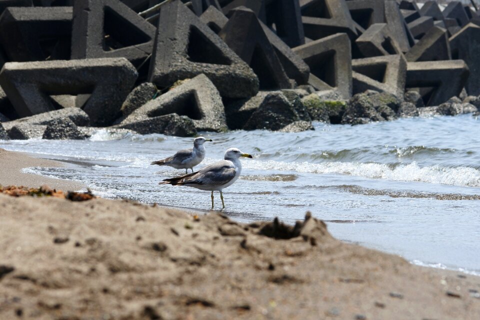 Wave seabird sea gull
