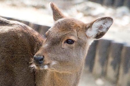 Zoo japan fawn
