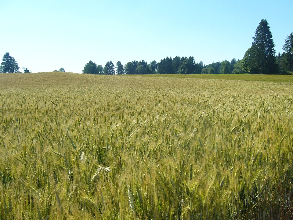 Wheatfield switzerland forest