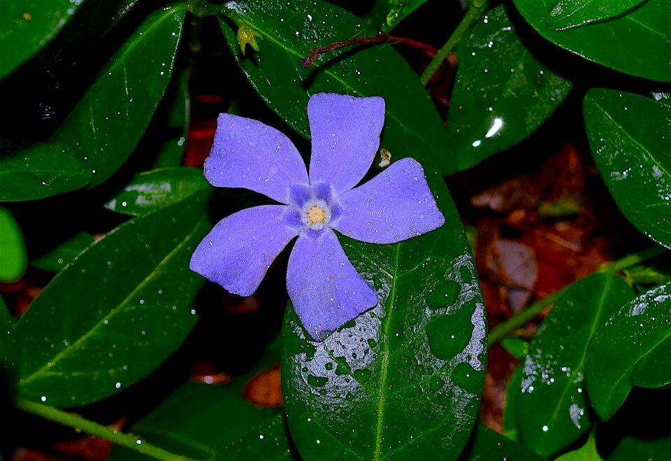 Green leaf flower