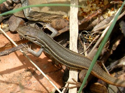 Sargantana scales reptile