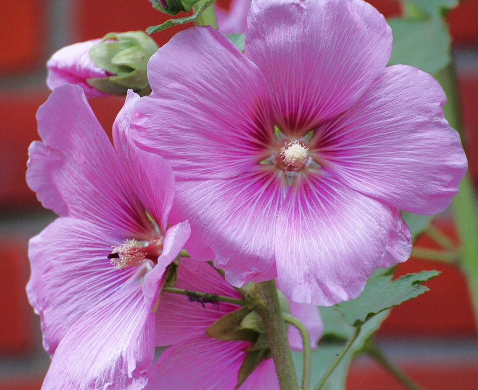 Althaea rosea hollyhock poplar rose