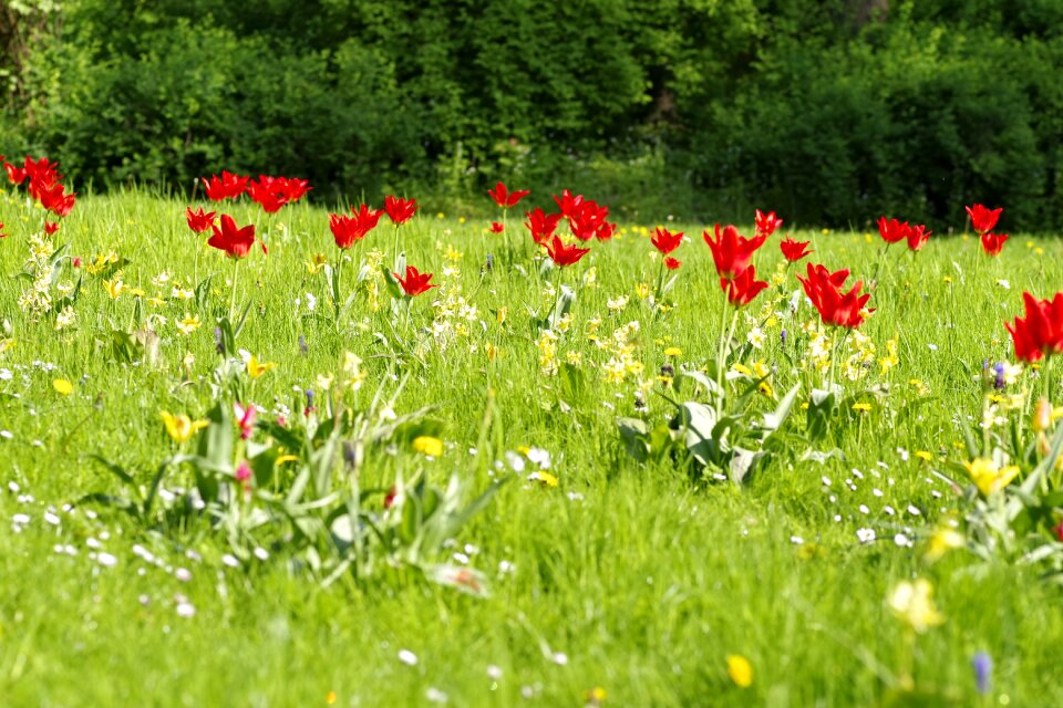 Tulips colorful green