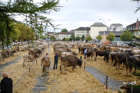 The cow appenzell switzerland
