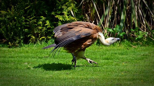 Vultures afterwards vultures sneak up on photo