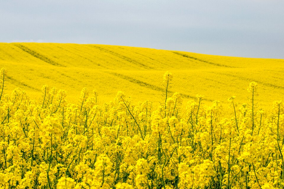 Blossom oilseed nature