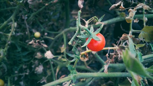 Food vegetable photo