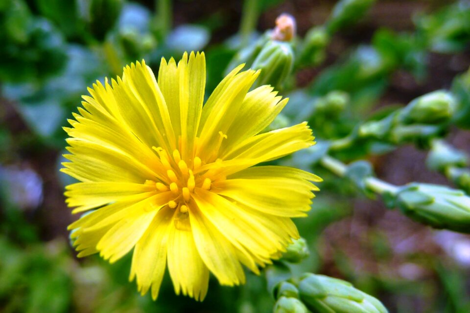 Flower garden nature