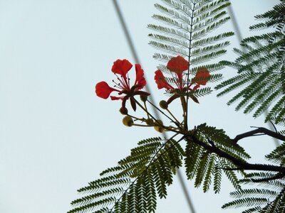 Flower phoenix nice