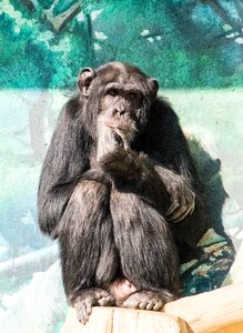 Monkey chimp animal photo