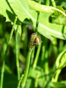Tiny insect plant
