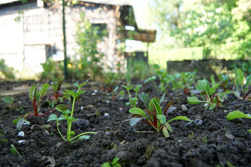 Plant gardening gardeners photo