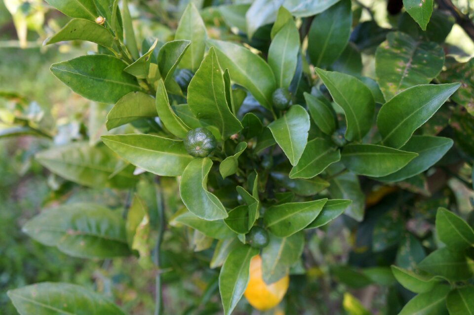 Green food natural