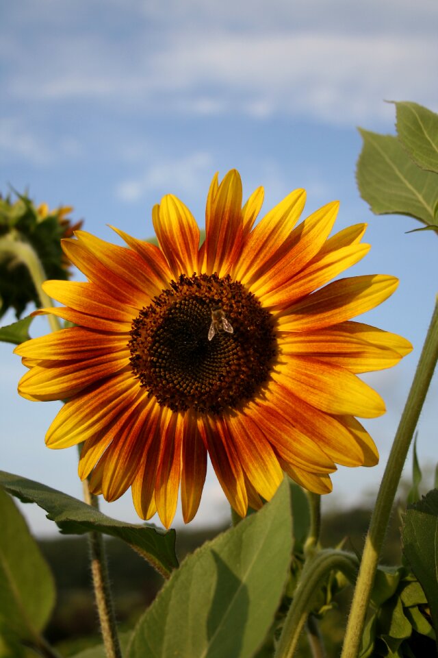 Bee flower nature