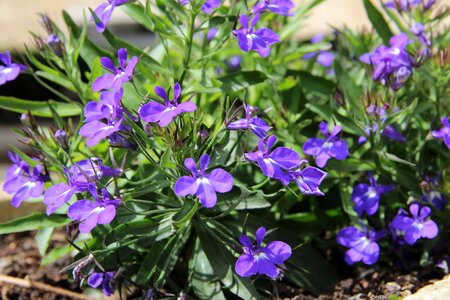 Violet plant blue flowers